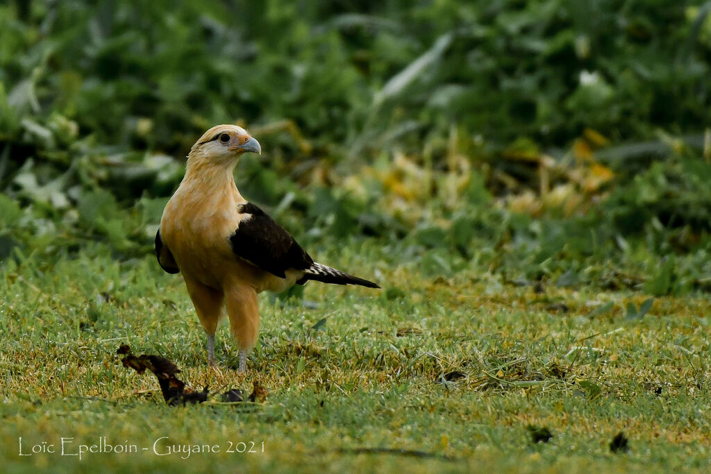 Yellow-headed Caracara