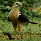 Caracara à tête jaune