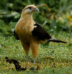 Caracara à tête jaune