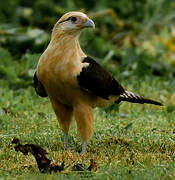 Yellow-headed Caracara