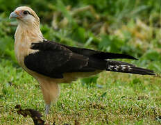 Yellow-headed Caracara