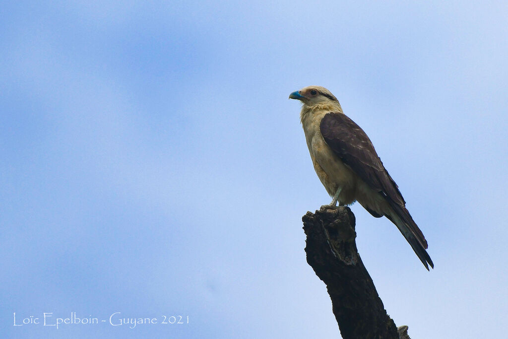 Yellow-headed Caracara