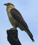 Caracara à tête jaune