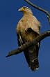 Caracara à tête jaune