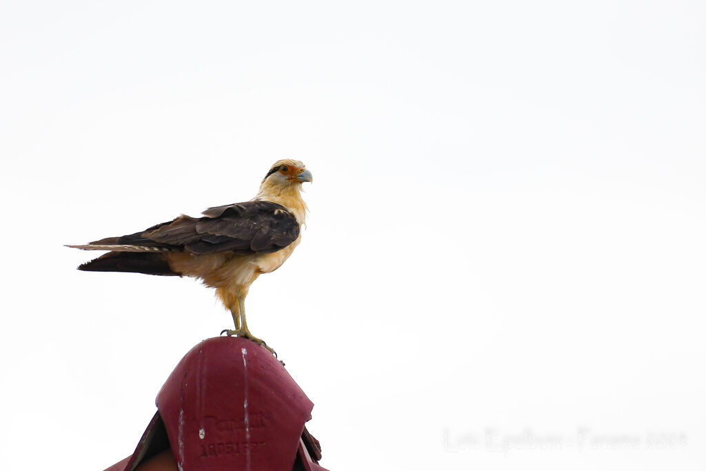 Yellow-headed Caracara