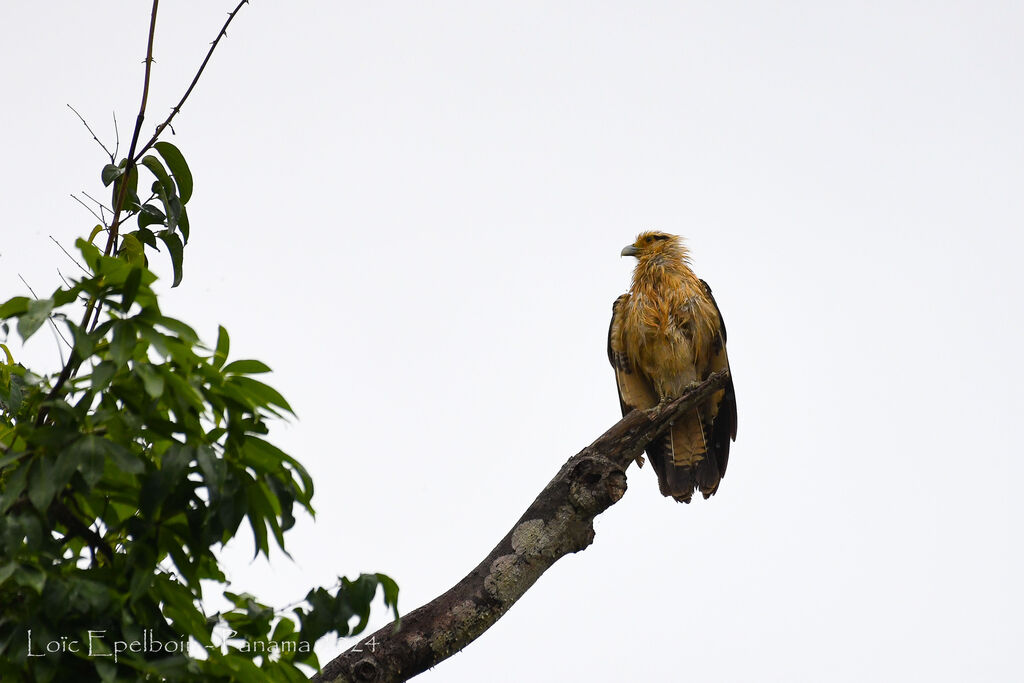 Yellow-headed Caracara