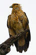 Caracara à tête jaune