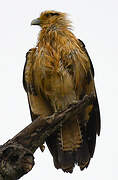 Caracara à tête jaune