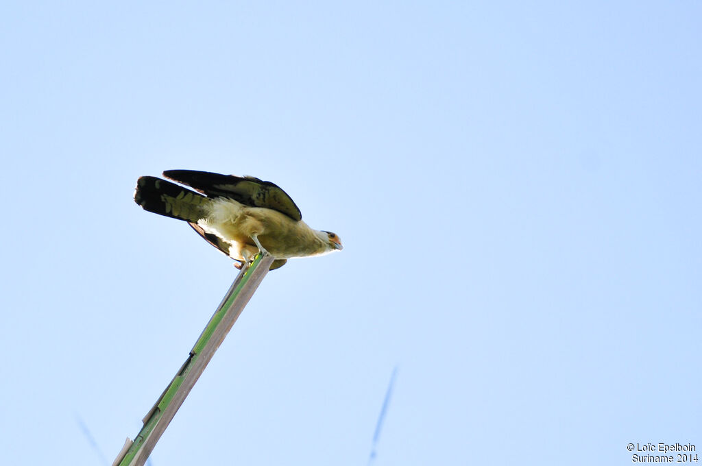 Caracara à tête jaune