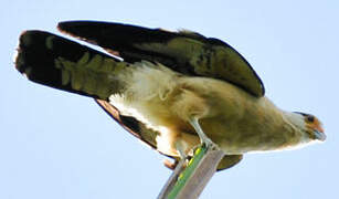 Yellow-headed Caracara