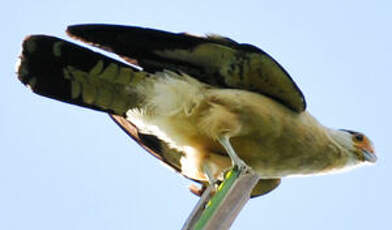 Caracara à tête jaune