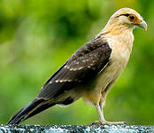 Caracara à tête jaune