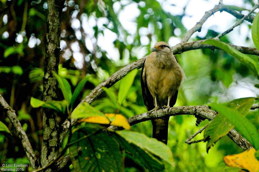 Yellow-headed Caracara