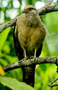 Yellow-headed Caracara