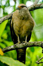 Caracara à tête jaune