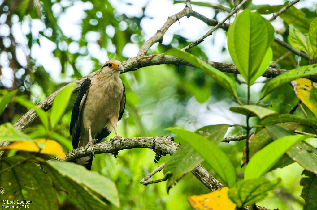 Yellow-headed Caracara