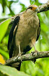 Caracara à tête jaune