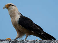 Caracara à tête jaune