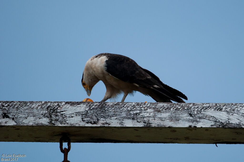 Yellow-headed Caracara