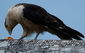 Yellow-headed Caracara