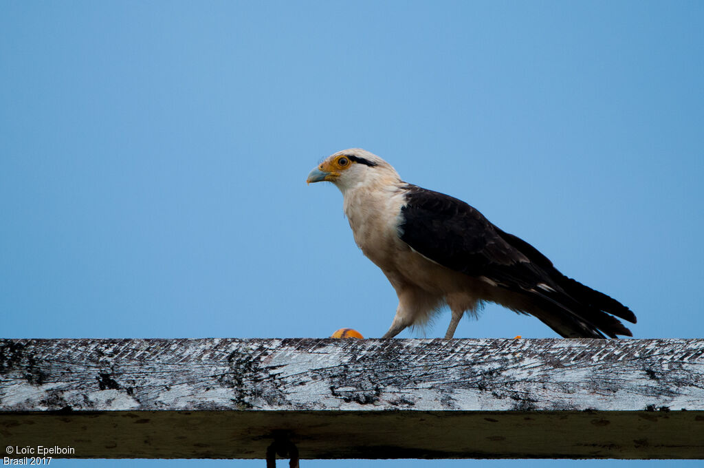 Caracara à tête jaune