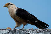 Caracara à tête jaune