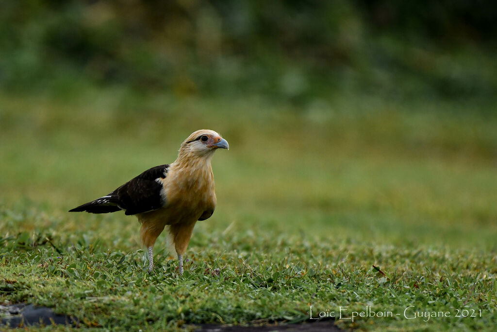 Yellow-headed Caracara