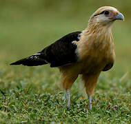 Caracara à tête jaune