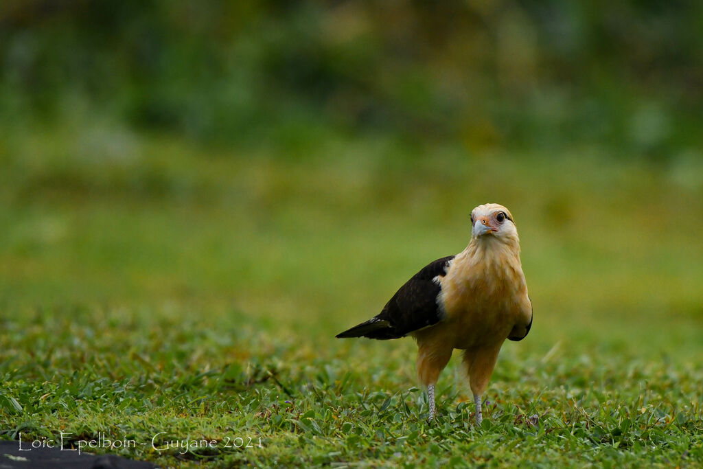 Yellow-headed Caracara