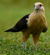 Caracara à tête jaune