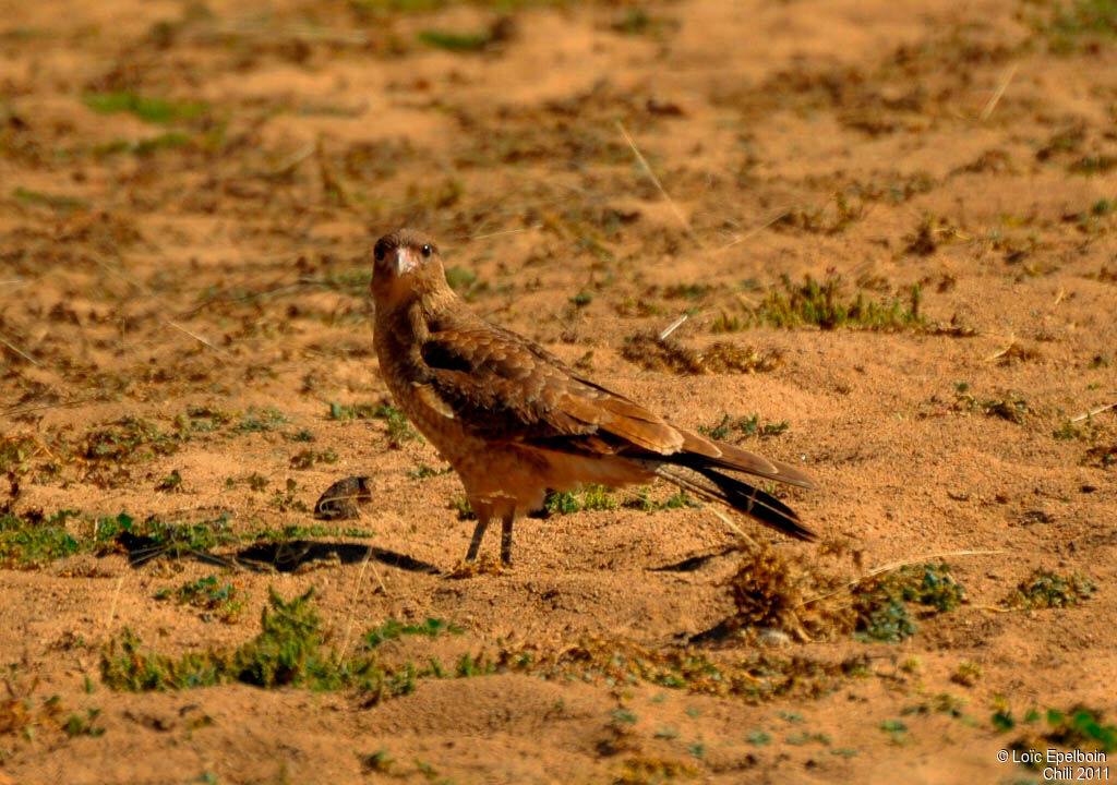 Chimango Caracara