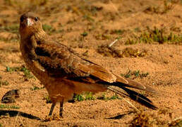 Chimango Caracara