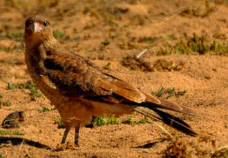 Caracara chimango