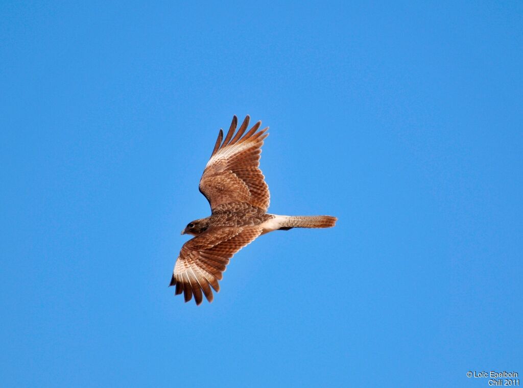 Caracara chimango