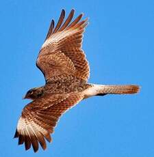 Caracara chimango