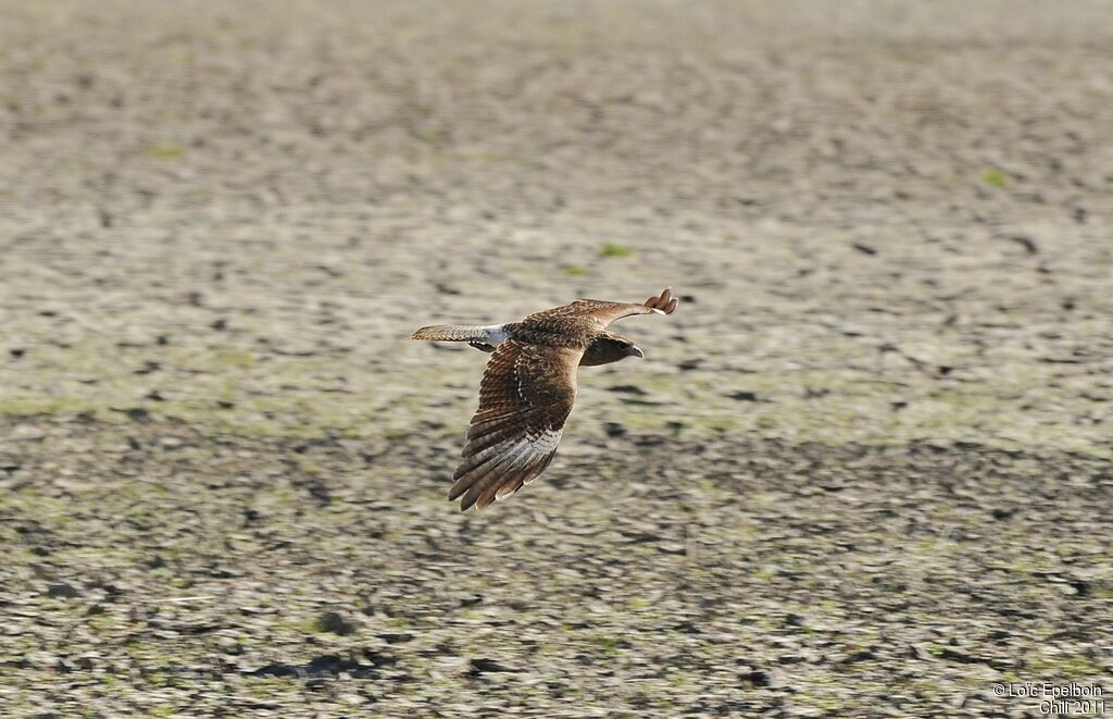 Chimango Caracara