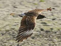 Chimango Caracara