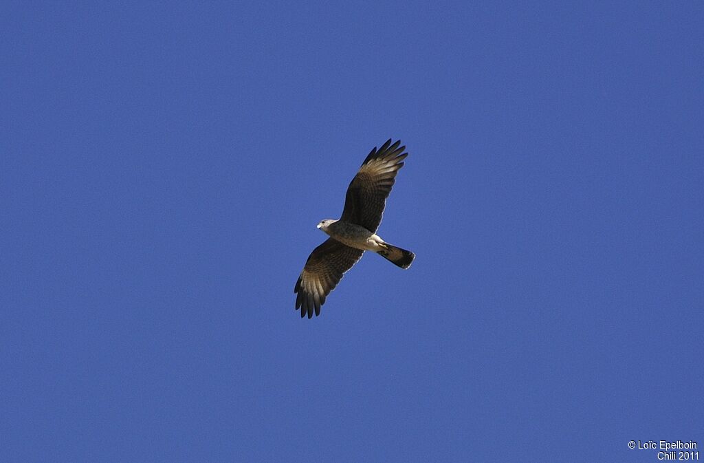 Caracara chimango