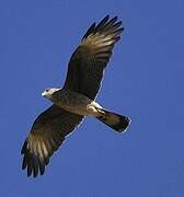 Chimango Caracara