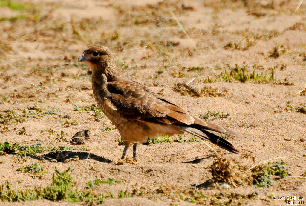 Chimango Caracara