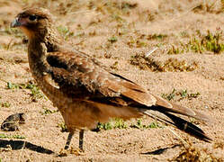 Chimango Caracara