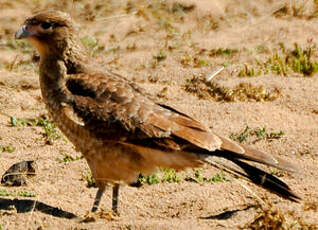 Caracara chimango