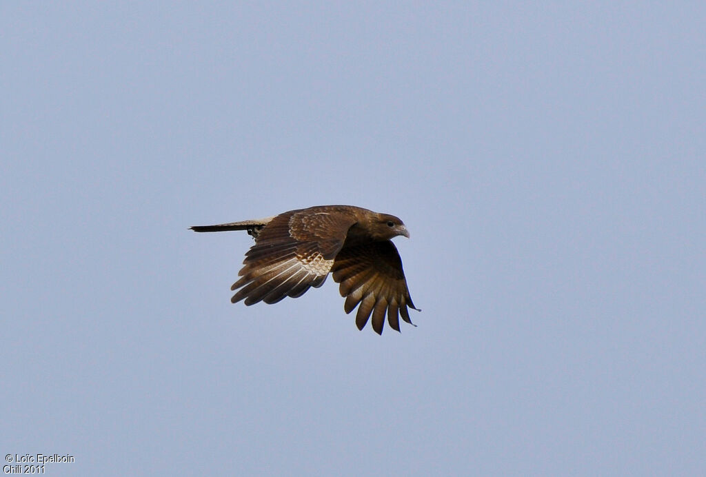 Chimango Caracara