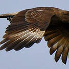 Caracara chimango