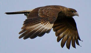 Chimango Caracara