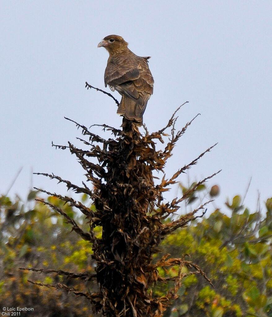 Caracara chimango