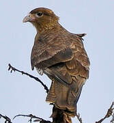 Chimango Caracara