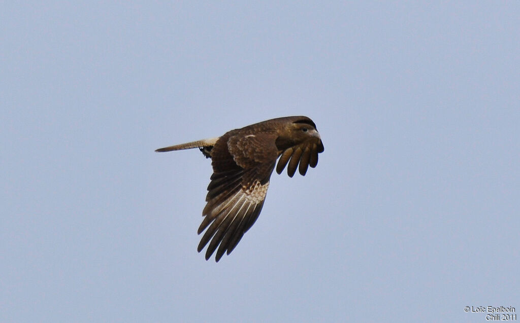 Chimango Caracara