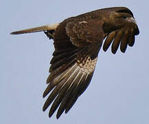 Chimango Caracara