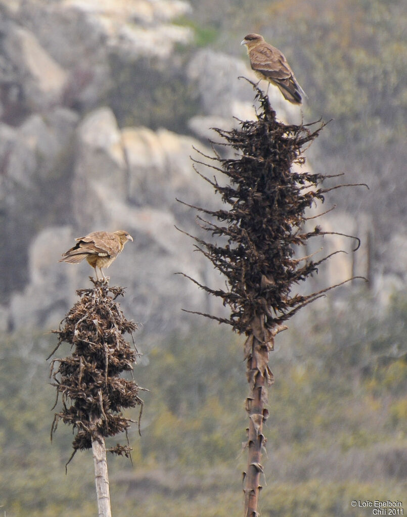 Chimango Caracara, habitat